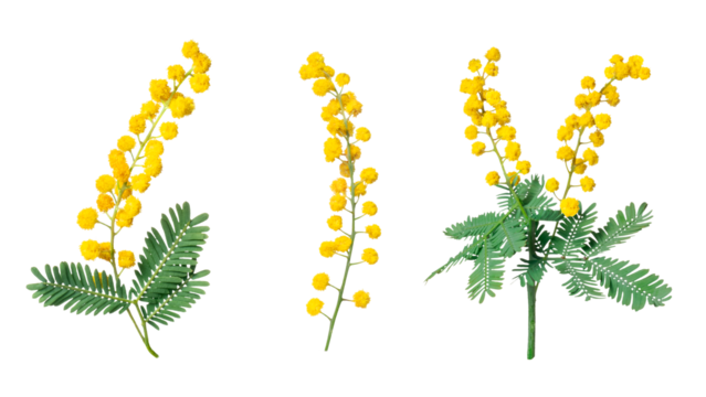 ミモザの花