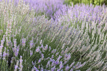 Lavender bushes closeup on sunset. Sunset gleam over purple flowers of lavender. Provence region of France.