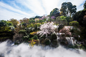 椿山荘の桜の咲く庭園...