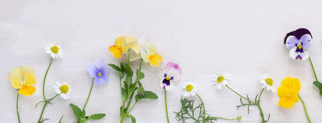 カモミールとパンジーの花のフレーム、白背景に春の花、ガーデニング、エディブルフラワー