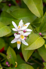 Orange, lemon, tangerine tree blossom