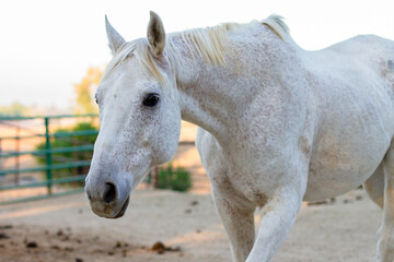 white horse in a stable