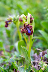 Wild orchid, scientific name; Ophrys speculum