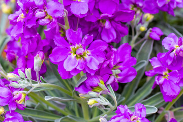 Fototapeta na wymiar Purple flower in the garden. Scientific name; Matthiola incana