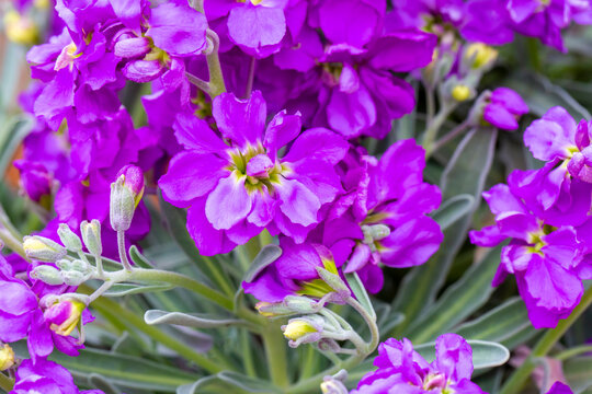 Purple flower in the garden. Scientific name; Matthiola incana