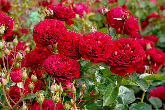 A cluster of red rose blooms. Rosa 'Bordeaux' (Korelamba). A floribunda rose bred by Kordes Roses.