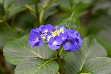 青紫色のアジサイ