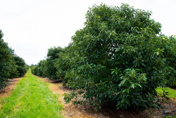 Organic Avocado Plantation - Western Australia