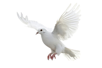 White dove flying on transparent background png  .freedom concept and international day of peace