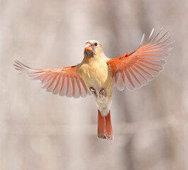 Northern Cardinal female flying, Quebec, Canada