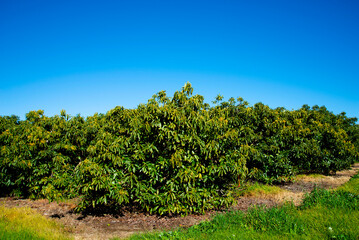 Fototapeta na wymiar Organic Avocado Plantation - Western Australia