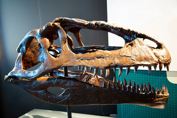Giganotosaurus Dinosaur Skull on Display