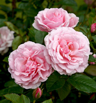 Pink rose blooms. Rosa 'Radox Bouquet' (Harmusky). 