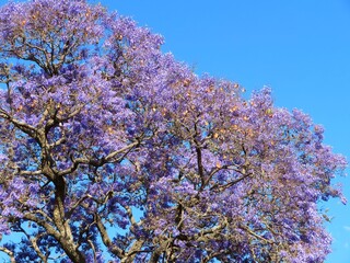 violet jacaranda tree blossom