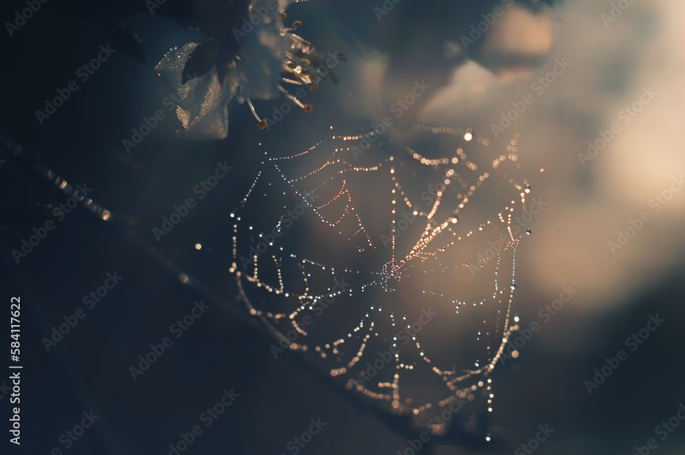 Wall mural lovely background with cobwebs in the sun. drops of water on the cobweb.