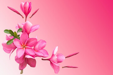 Fototapeta na wymiar pink flowers frangipani local flora of asia arrangement flat lay postcard style on background pink