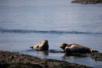 Harbor Seal or Common Seal, Phoca vitulina, in British Columbia Canada hauled out on rocks, Cabbage Island, Gulf Islands, Canada © Sophia