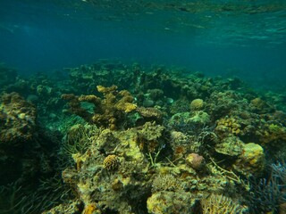 Fototapeta na wymiar Idyllic shot of a coral reef in Coron, Palawan in the Philippines.
