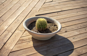 Cactus in a pot on a wooden background.