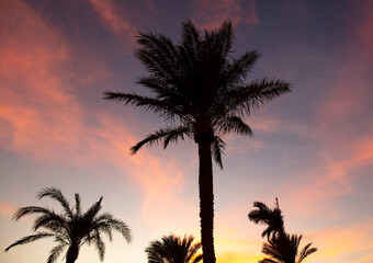 Fototapeta na wymiar Silhouettes of palm trees at sunset.