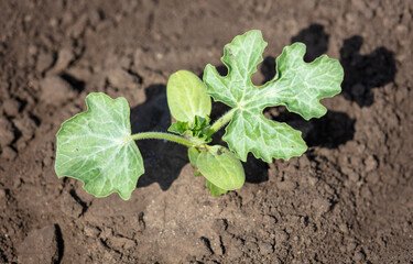 A small sprout of watermelon in the ground. Garden.