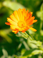 Beautiful orange flower in nature. Close-up.