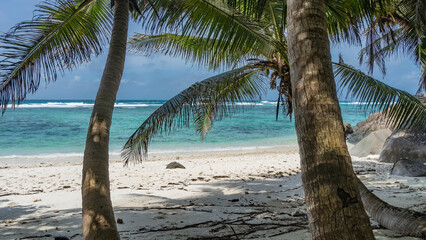 Palm trees bent over the sandy beach. Trunks and leaves against a background of blue sky and...