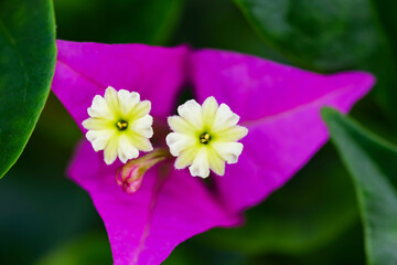 colorful flowers in nature, petals, flower art, wall art, wallpaper, nature beauty, plants, spring flowers