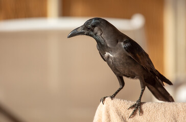 Portrait of a black crow in the park.