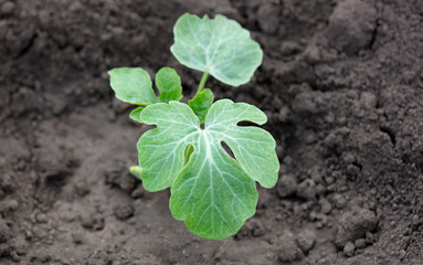Watermelon seedling in the ground.