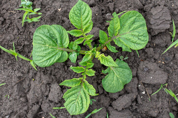 Green tops of potatoes in the ground.