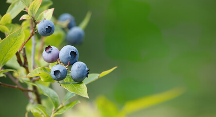 Ripening blueberry in a cluster on a bush