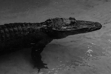 alligator in the everglades