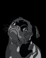 Black French bulldog on a black background