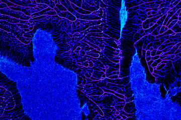 Blue and purple texture