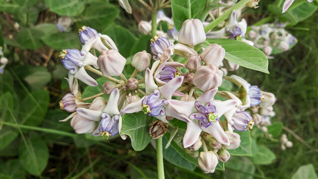 Calotrropis gigantea Flower or Akondo Flower. Giant calotrope Plant or madar plant.