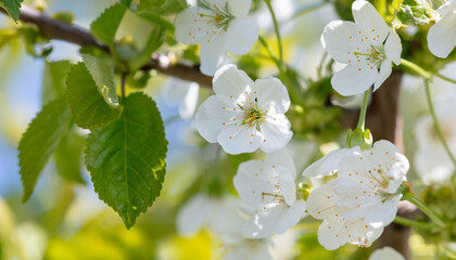 Flowers on a cherry tree in spring.