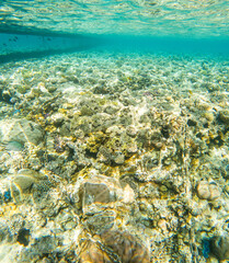 Coral reef under sea water.