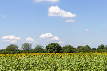 sunflowers on a summer field on a sunny day,the flowering period,close-up.