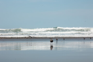 Gaviotas en la playa. Seagulls