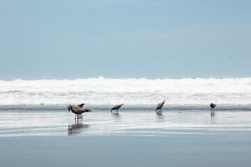 Gaviotas en la playa