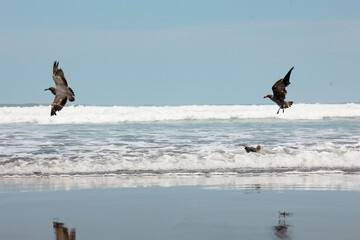 Gaviotas en la playa