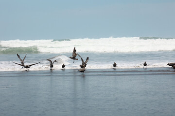 Gaviotas en la playa