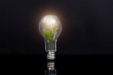 Green plant growth in light bulb