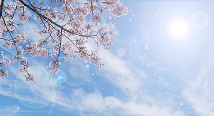 春の空を望み見上げる満開の桜と空雲の背景　新年度・入学・入社・入園・卒業のイメージ 花びら舞う桜吹雪　太陽レンズフレア