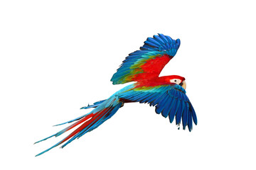 Colorful Green wing macaw flying isolated on transparent background.