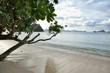 Sandy beach of El Nideo, Palawan in the Philippines, with a tree in the foreground.