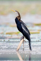 darter from baikkabill, sylhet, Bangladesh