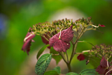 日本の鎌倉の紫陽花風景