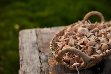 atmospheric photography basket of collected mushrooms